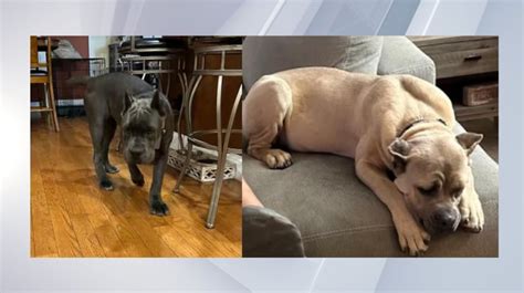 Police investigating theft of two dogs stolen from Troy home